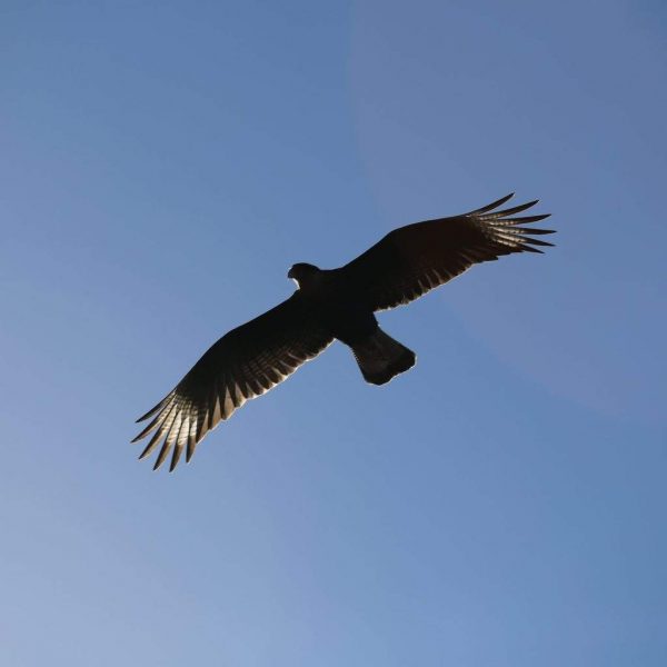 Птица над каньоном в Перу