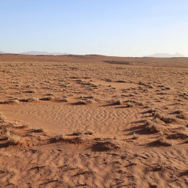 Круги в пустыни в Намибии