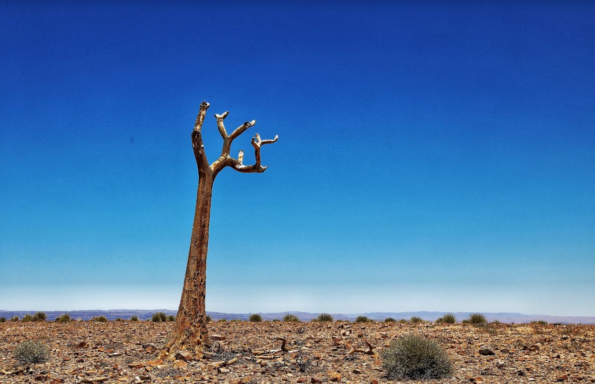 Лес колчанных деревьев, Намибия