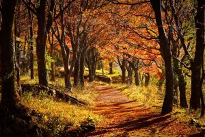 Осенняя дорожка в парке в Японии