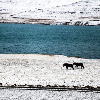 Лошади, Исландия