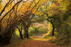 золотая Осень в Японии