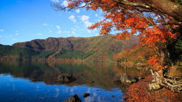 озеро и деревья осенью в японии