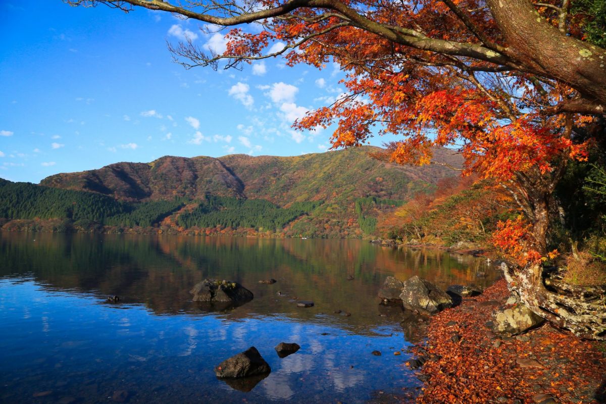 озеро и деревья осенью в японии