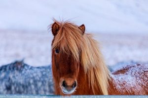 Лошадь в Исландии зимой
