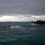 Рассказ праздник кита, Елена Павличенко