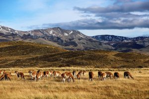 Альпаки пасутся в Патагонии