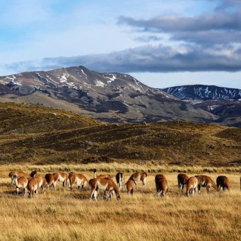 Альпаки пасутся в Патагонии
