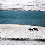 Лошади, берег Исландии