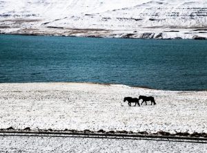 Лошади, берег Исландии