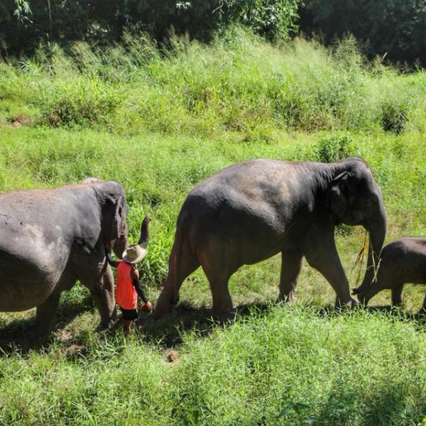 Слоны в тайланде