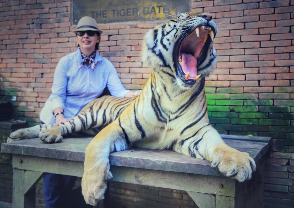 тигры в зоопарке тайланда