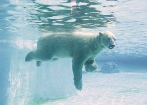 полярный медведь в Сингапуре