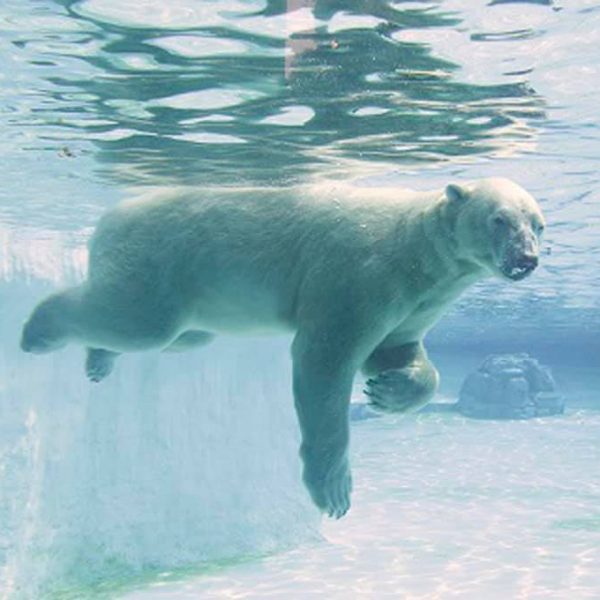 полярный медведь в Сингапуре