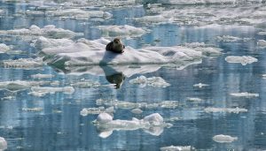 Тюлень в ледниках