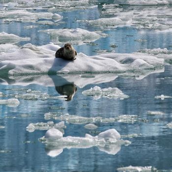 Тюлень в ледниках